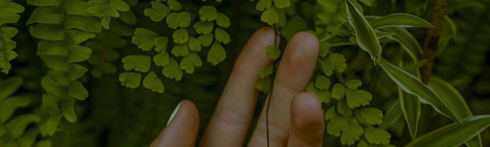 woman’s hand touching leaves of a plant