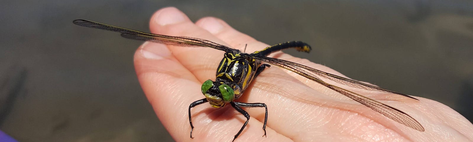 My fingers held flat, with a large black and yellow dragonfly with huge green eyes resting on the back of them.