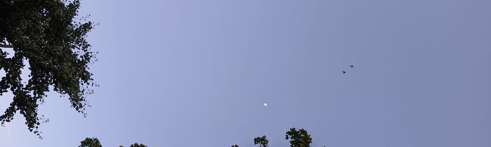 photo of last quarter moon, trees, and two birds in flight