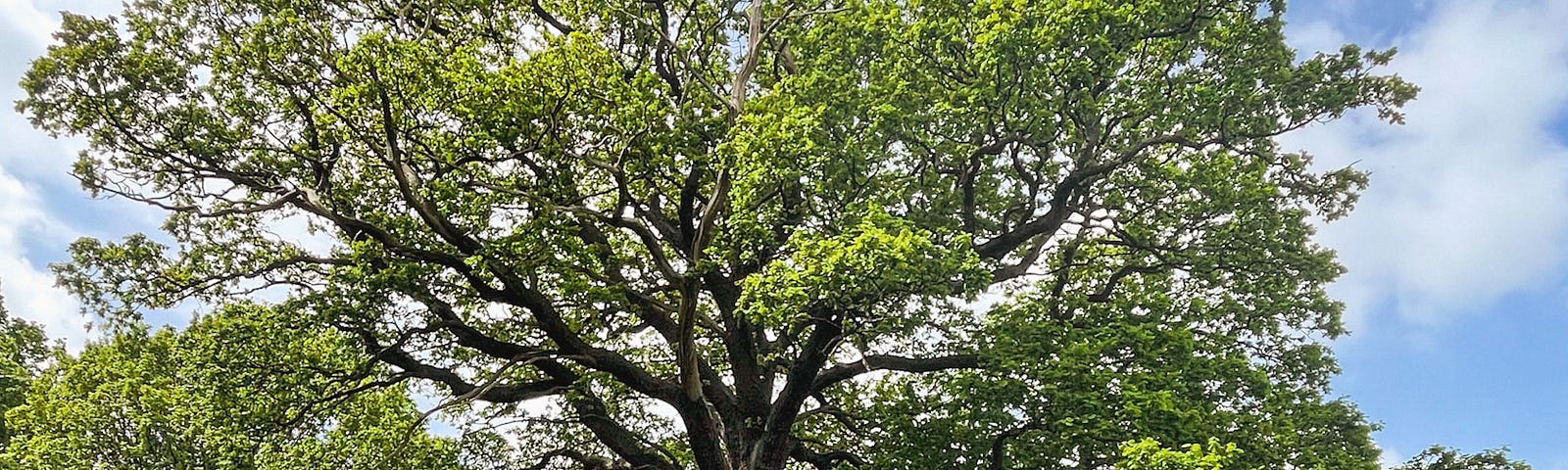 Large Oak Tree in green landscape, Ribble Valley, Lancashire, UK