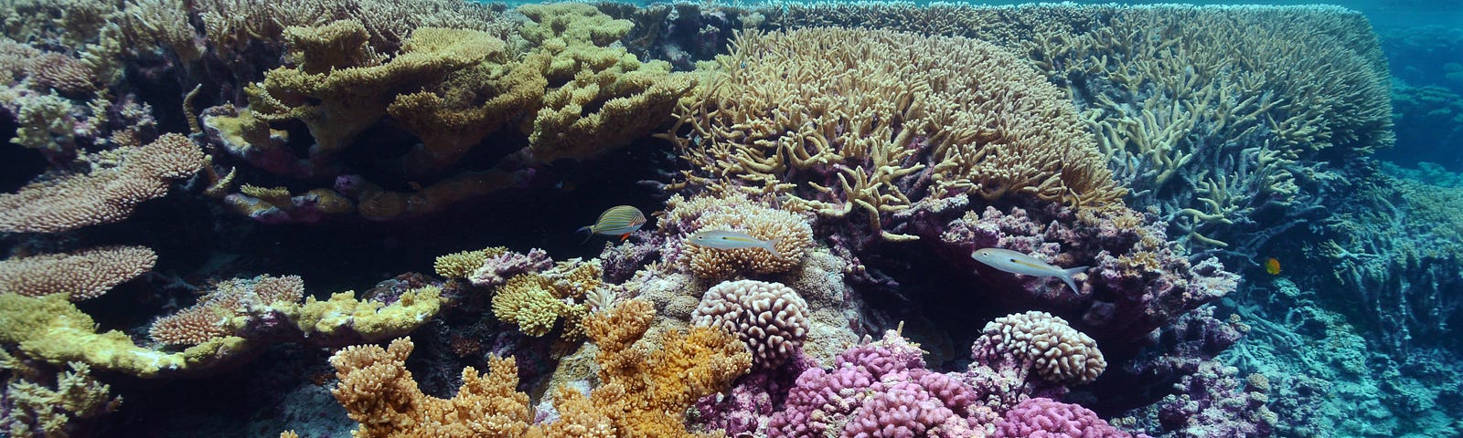 Coral reef in shallow water