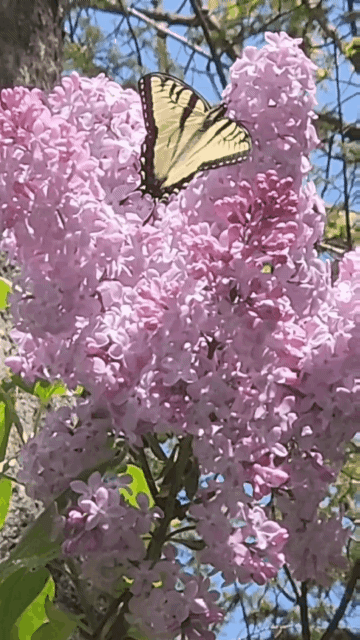 A Monarch butterfly dancing with a lilac in front of a bright blue sky