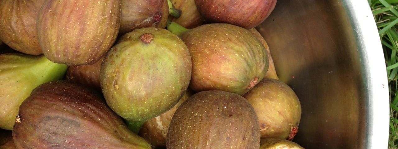 A basket of ripe figs