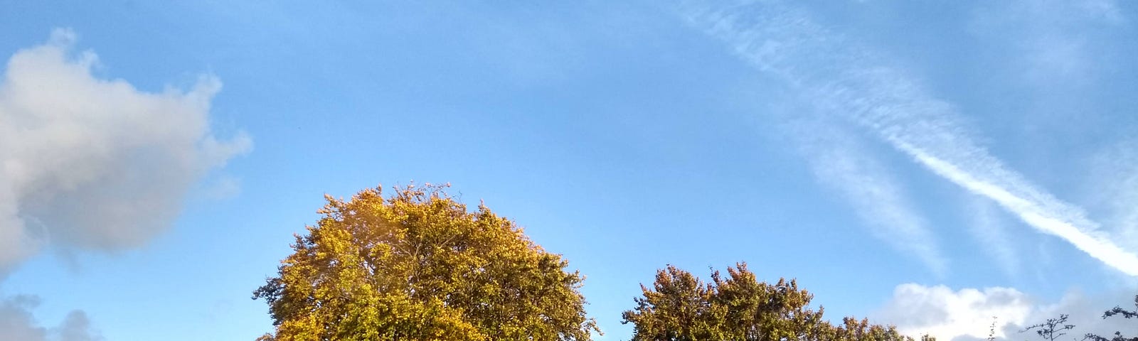 Blue sky with trees turning to gold