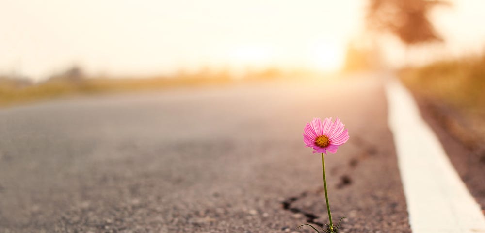 Picture of a flower growing from a crack in asphalt.