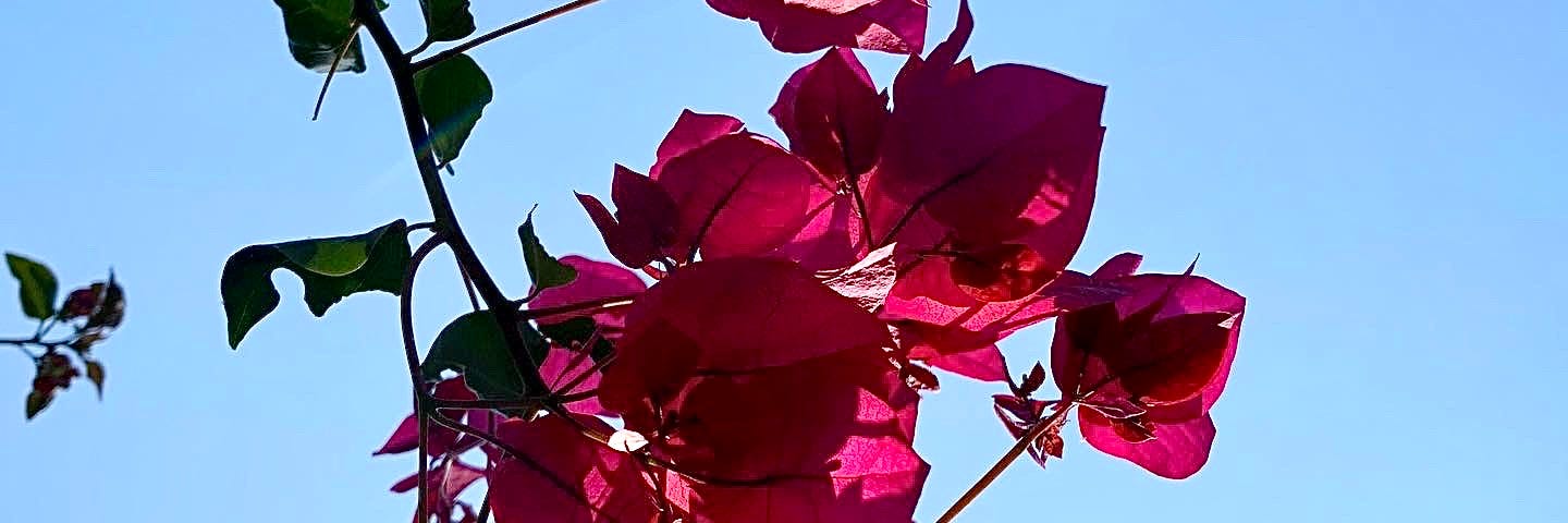 Close-up of bougainvillea.