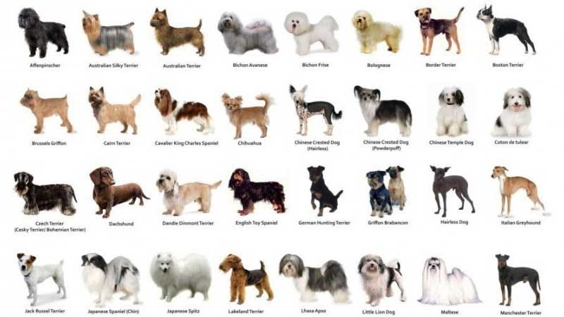 Different dog breeds