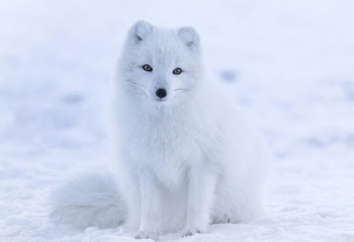 Picture of Arctic fox sitting in snow