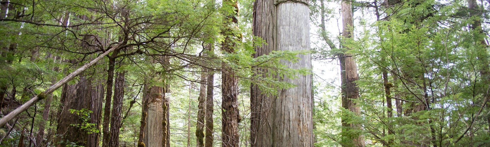 Trees in a forest. Two trees (one in the foreground and one in the background) are missing large rectangular pieces of bark.
