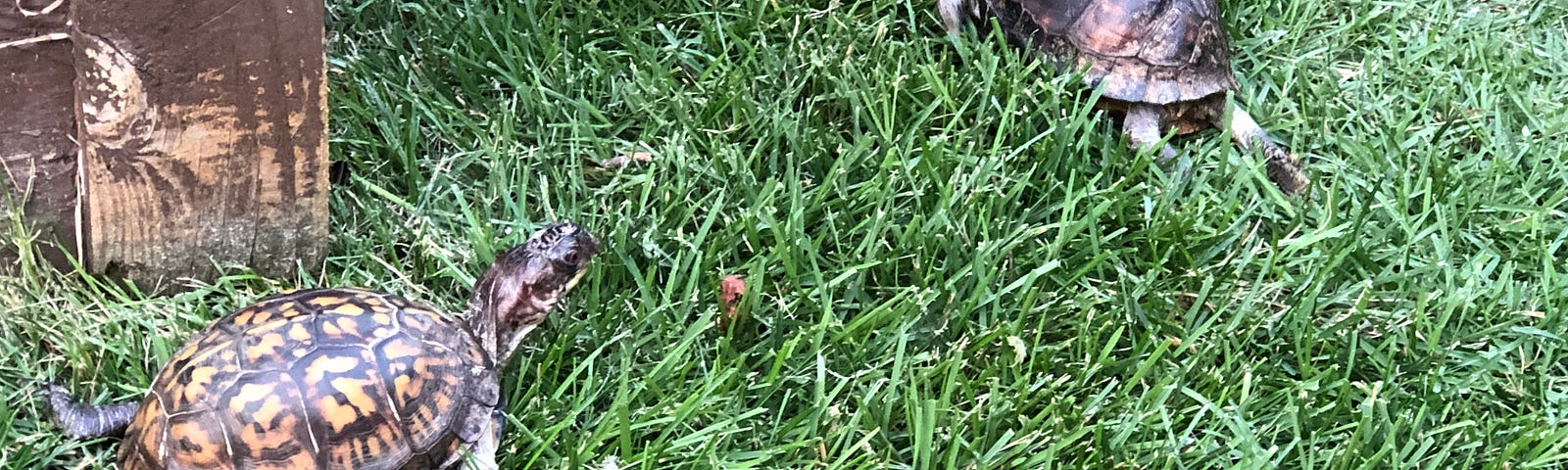 Golden-patterned box turtle on the left and dark brown box turtle in upper right of photo, crawling in the grass