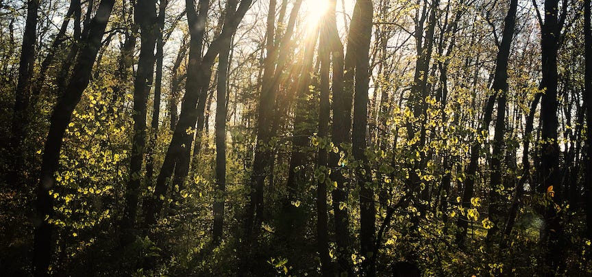 Sunlight through a grove of trees.