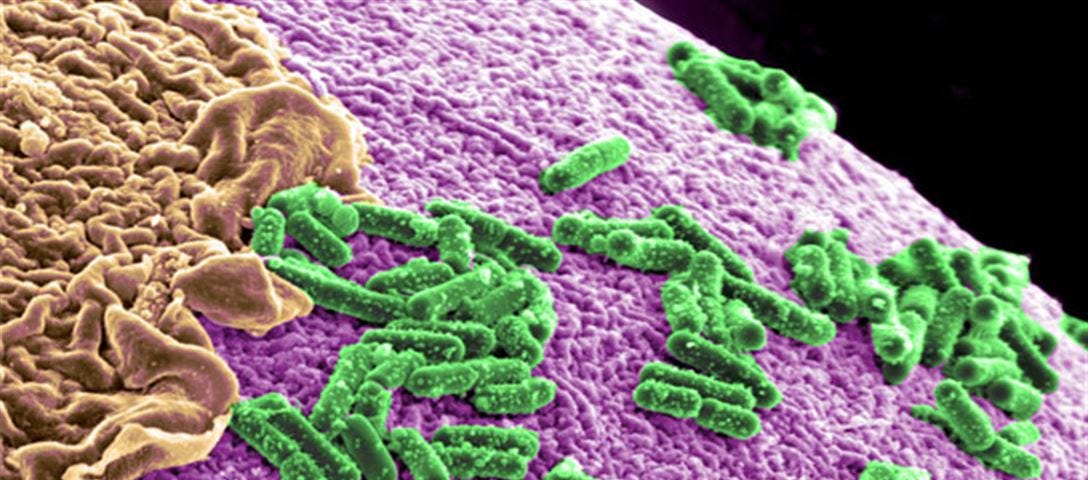 microbes-101-i-contain-multitudes-medium