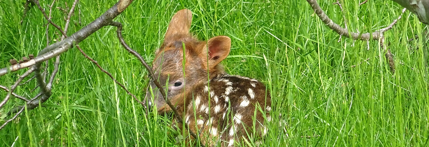 A small fawn with a brown coat and white spots lying in a field of green grass.