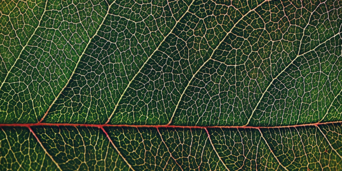 A close up of a leaf