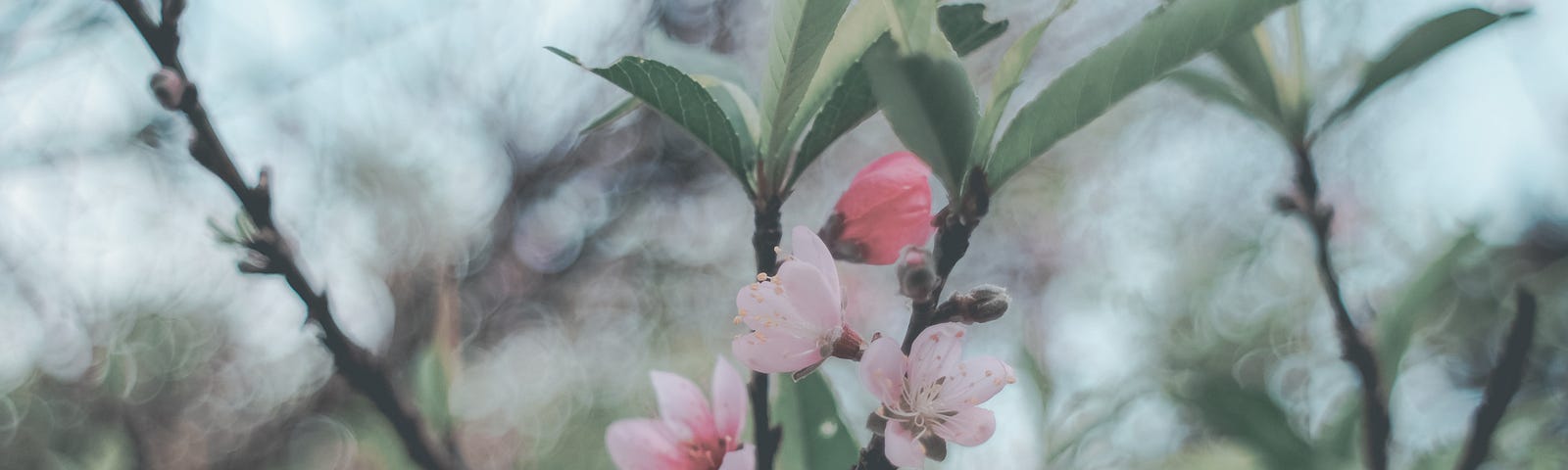 Close up of pale pink blossoms on an apple tree