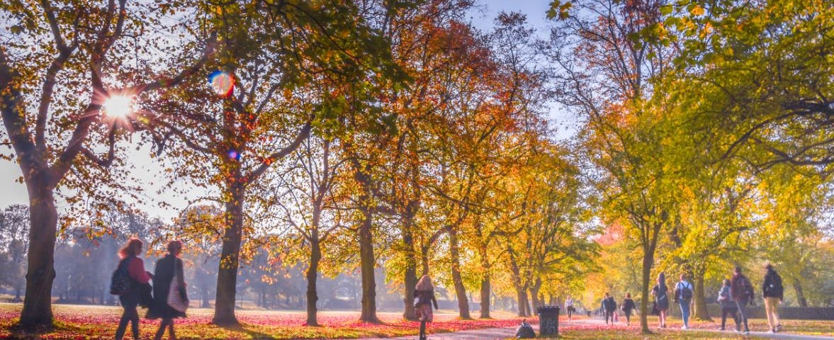 two people walk underneath tall trees in Hyde Park on a sunny autumn morning.