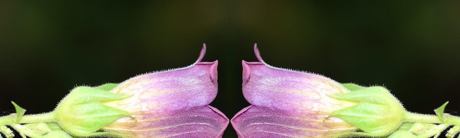 Two identical purple flowers kissing each other