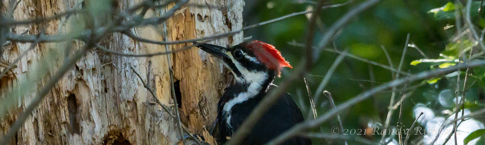 Pileated Woodpecker. © 2021 Randy Runtsch.