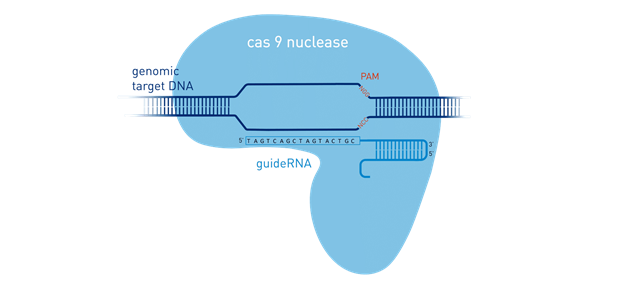 A diagram of a CAS 9 nuclease encompassing guide RNA, PAM and genomic target DNA.