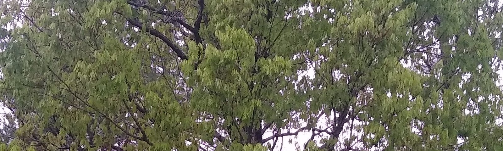 Oak Tree after the rain