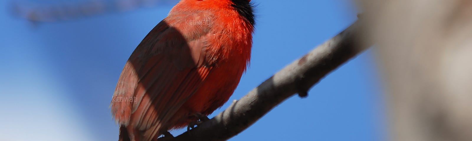 red-cardinal-birds-story-medium