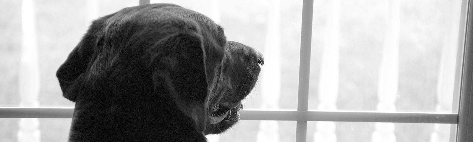 A labrador dog looking our through a window, waiting for his owner