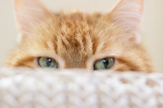 Close-up of a cat’s head peaking over a piece of furniture.