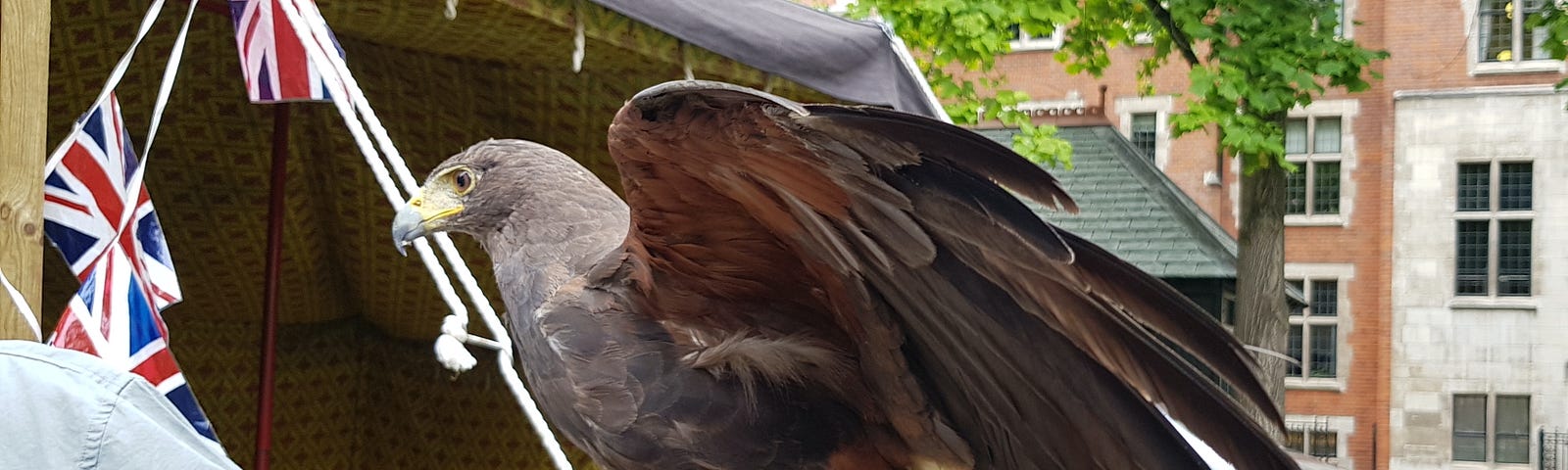 side view of a brown bird raising its wings