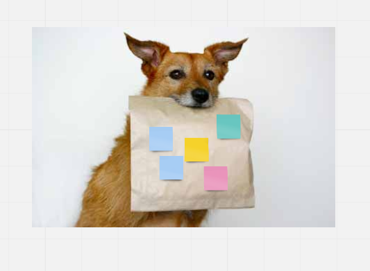 Dog holding a take away bag with post-its on it