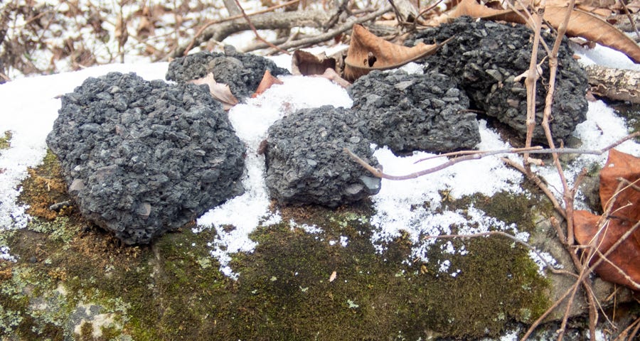 Very gravelly, exceedingly gravely wild cow scat.