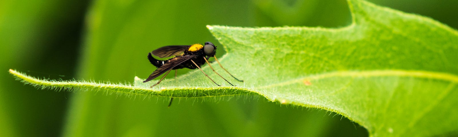 Golden-backed snipe fly.