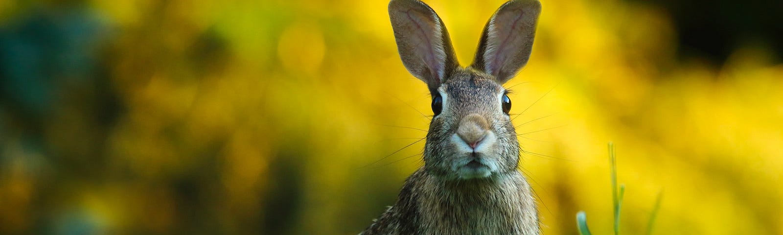 A photo of a rabbit