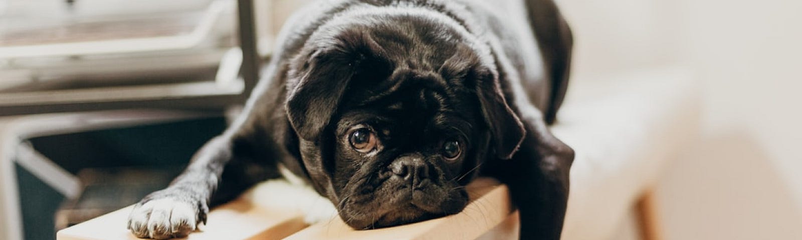 A dog sprawled on a stool.