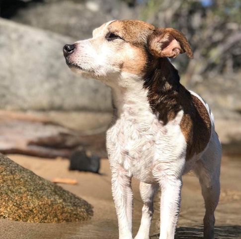 puppy standing in a river with rocks in the background