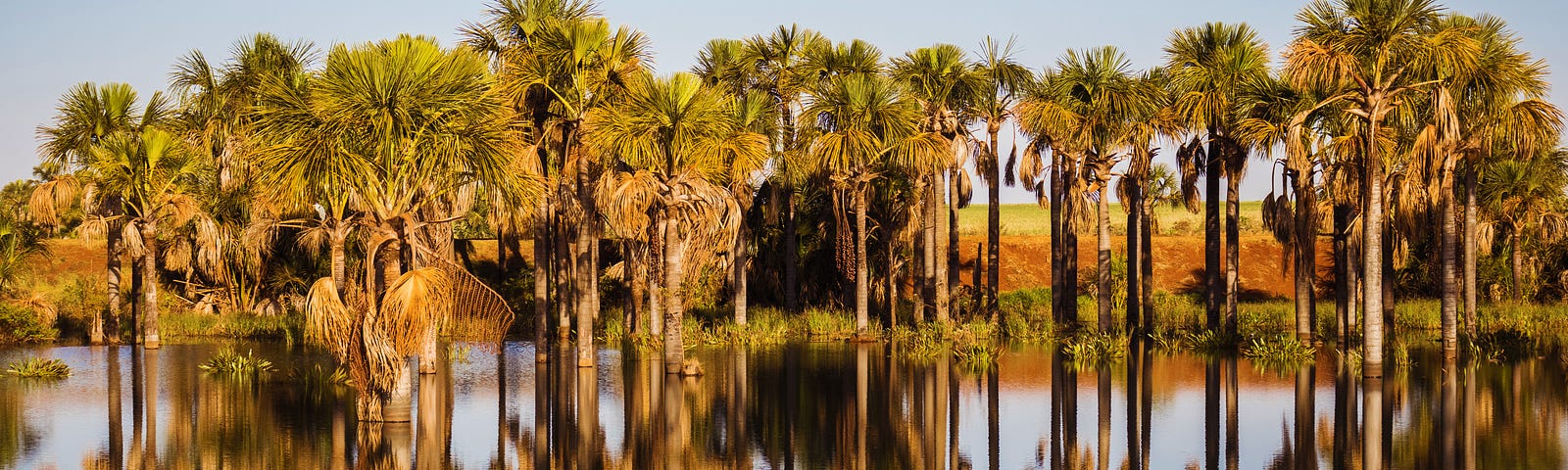 A row of huge palm trees with a blue sky and reflected in a body of water