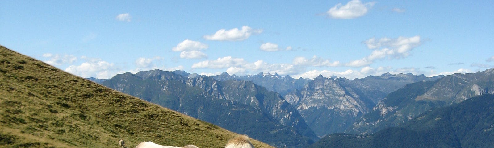 A cow grazing on the mountainside in Switzerland.