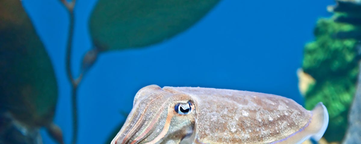 Pharaoh Cuttlefish picture