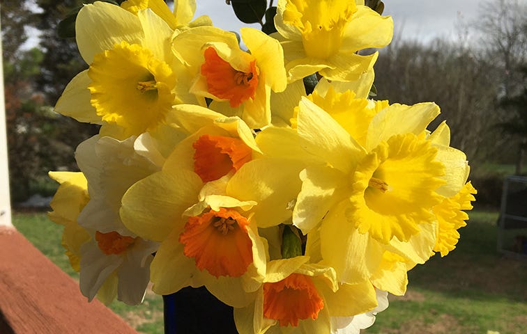 Yellow daffodils, some with yellow centers and some with orange, in a blue vase from 2023.