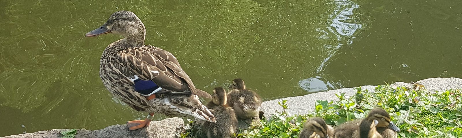 Mama Duck with her six ducklings huddled together — Credit: Andy Read