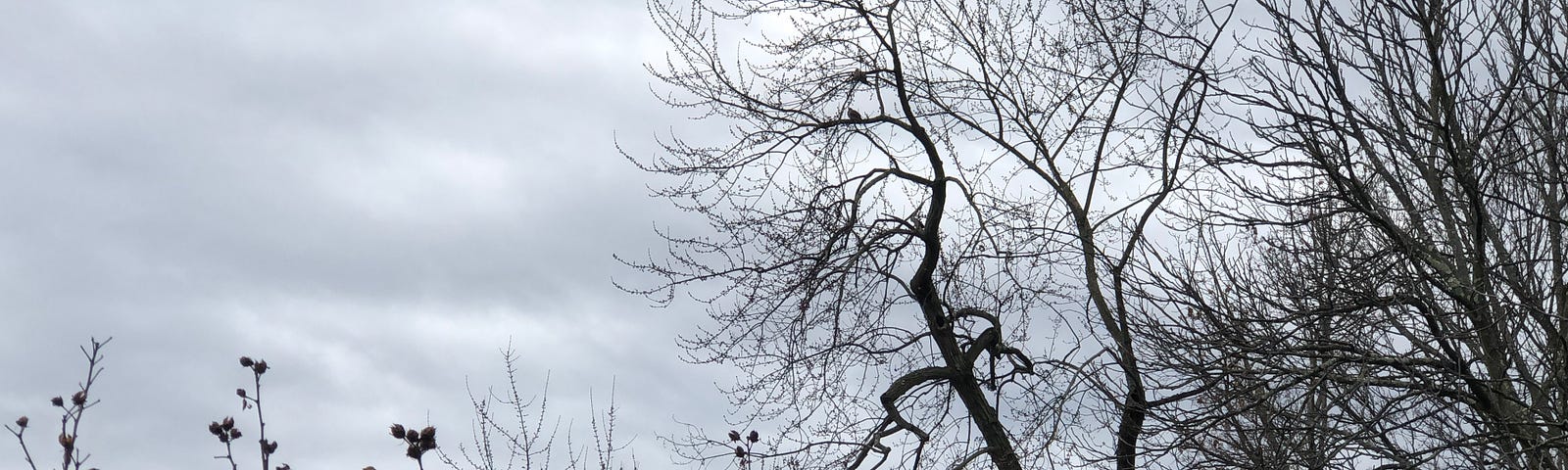 Bare trees against a gray sky