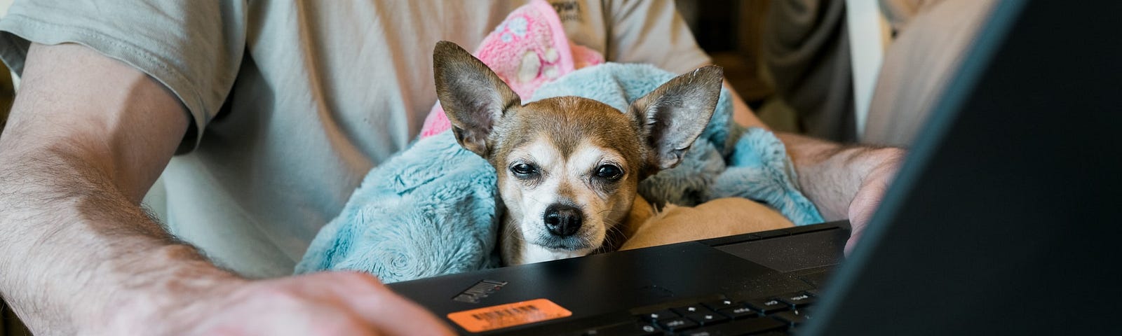 A small dog sits in the lap of a person working on a laptop.