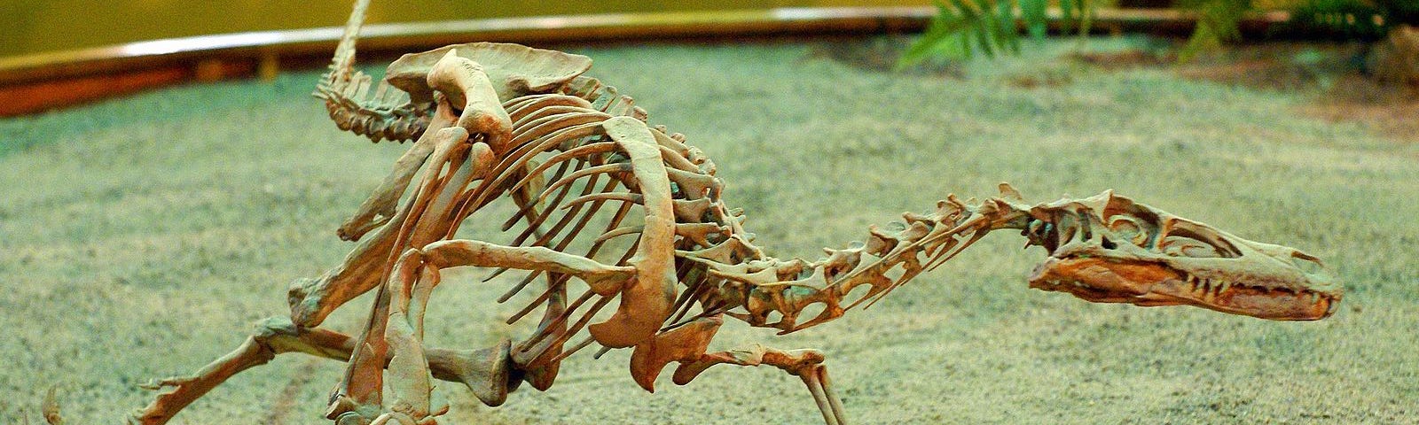 Fossil skeleton of a velociraptor