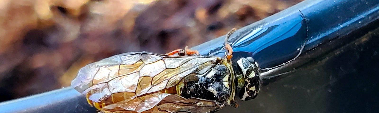 A close-up shows a winged insect attached to a dark surface with a water drop, with the background softly blurred. The insect appears translucent and fragile with its right wings looking deformed.