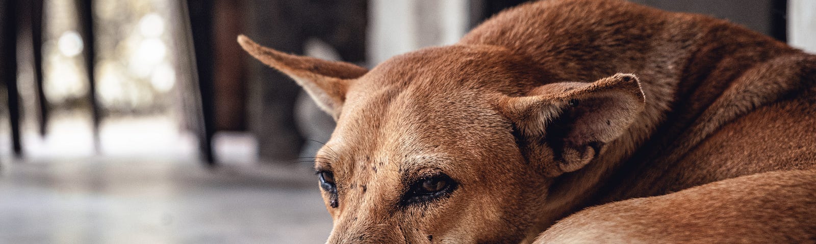 Dog lying down