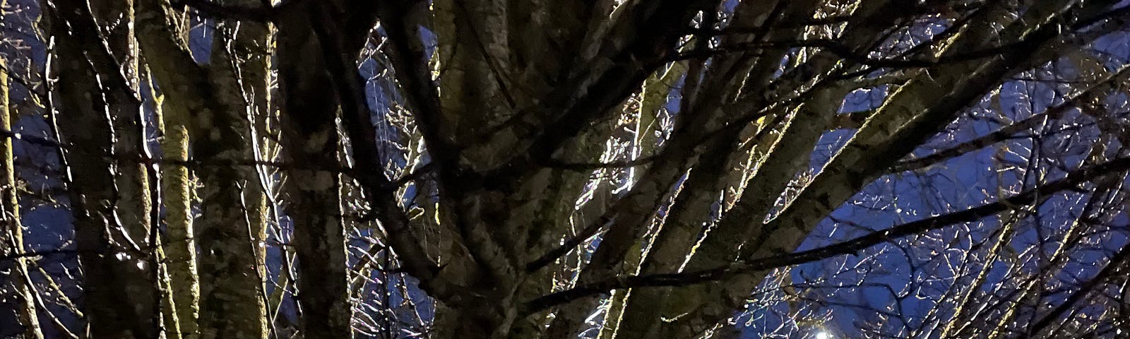 photograph of tree in early morning —  street light backlit