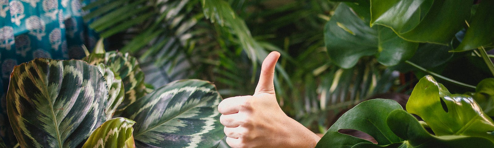 A thumbs up in the middle of plants.