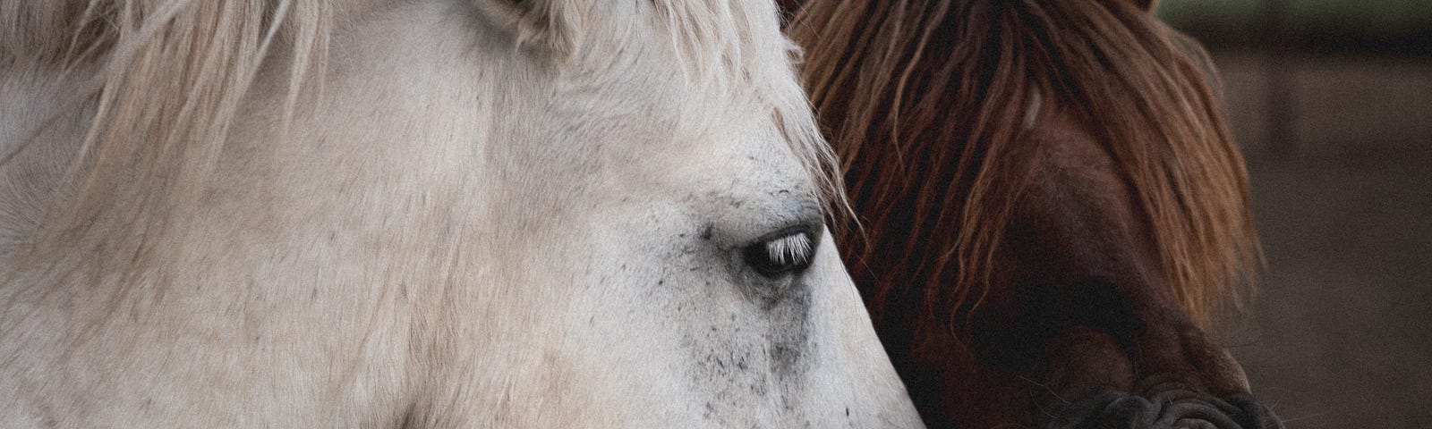 Brown and white horse, with brown horse laughing — denoting racial integration.