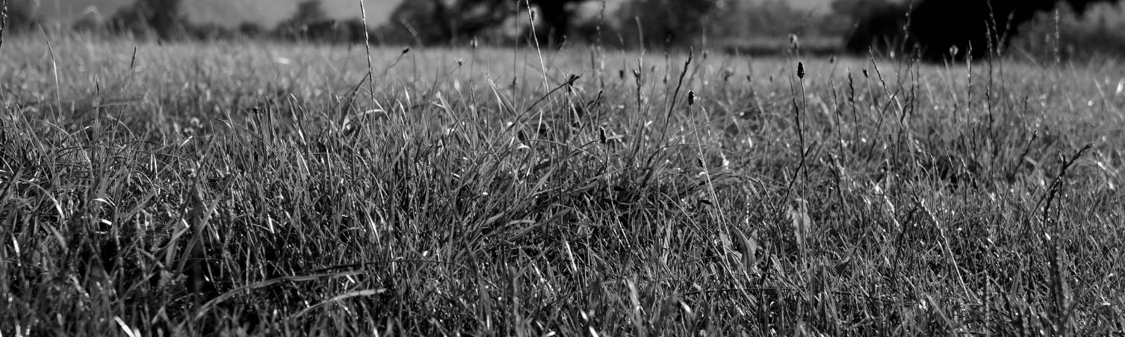 Black and white photo of a meadow with a tree in the background.