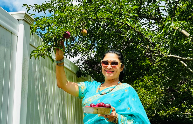 Plucking plums from my tree.