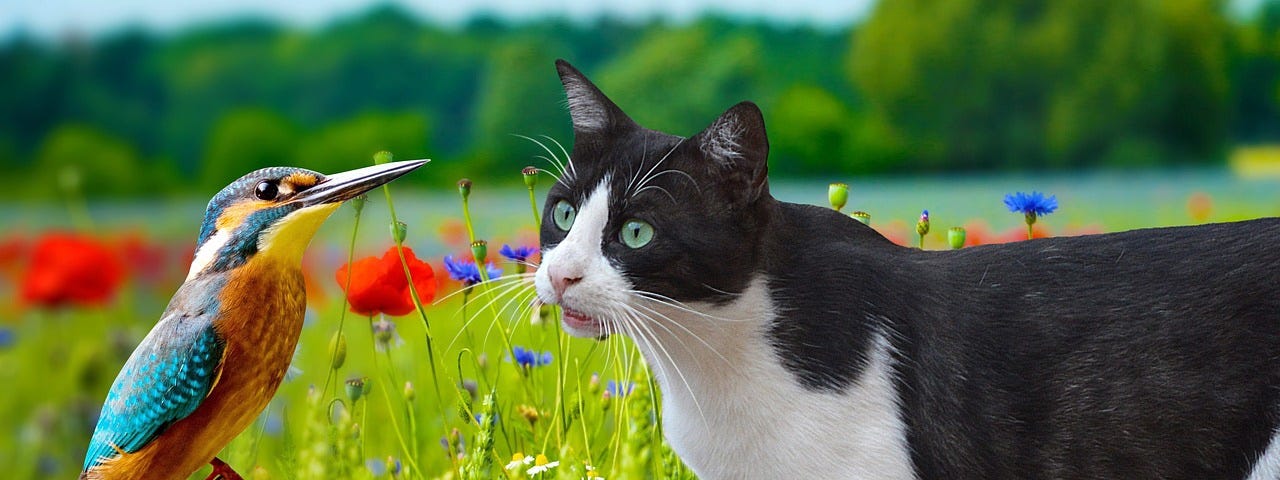 Photo of a green-eyed tuxedo cat staring at a blue and yellow bird perched on a branch, in a field of greenery and tiny purple wildflower blooms near a lake. The cat has its mouth slightly open, possibly chirping as cats do when they hunt birds.